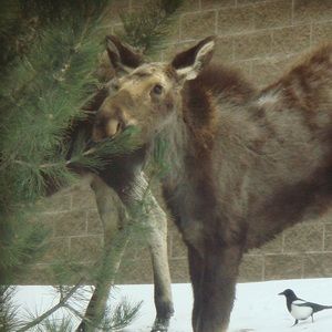 Meet your Posher, Ann